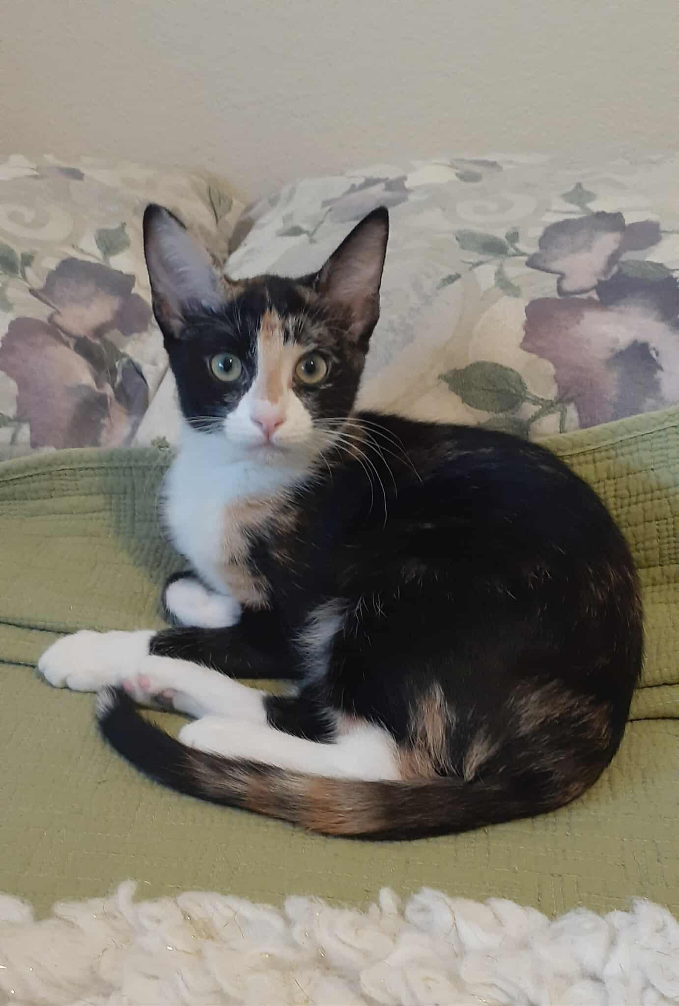 Enlarge Kiwi and Peaches, an adoptable mixed breed in Coppell, TX image 6/6