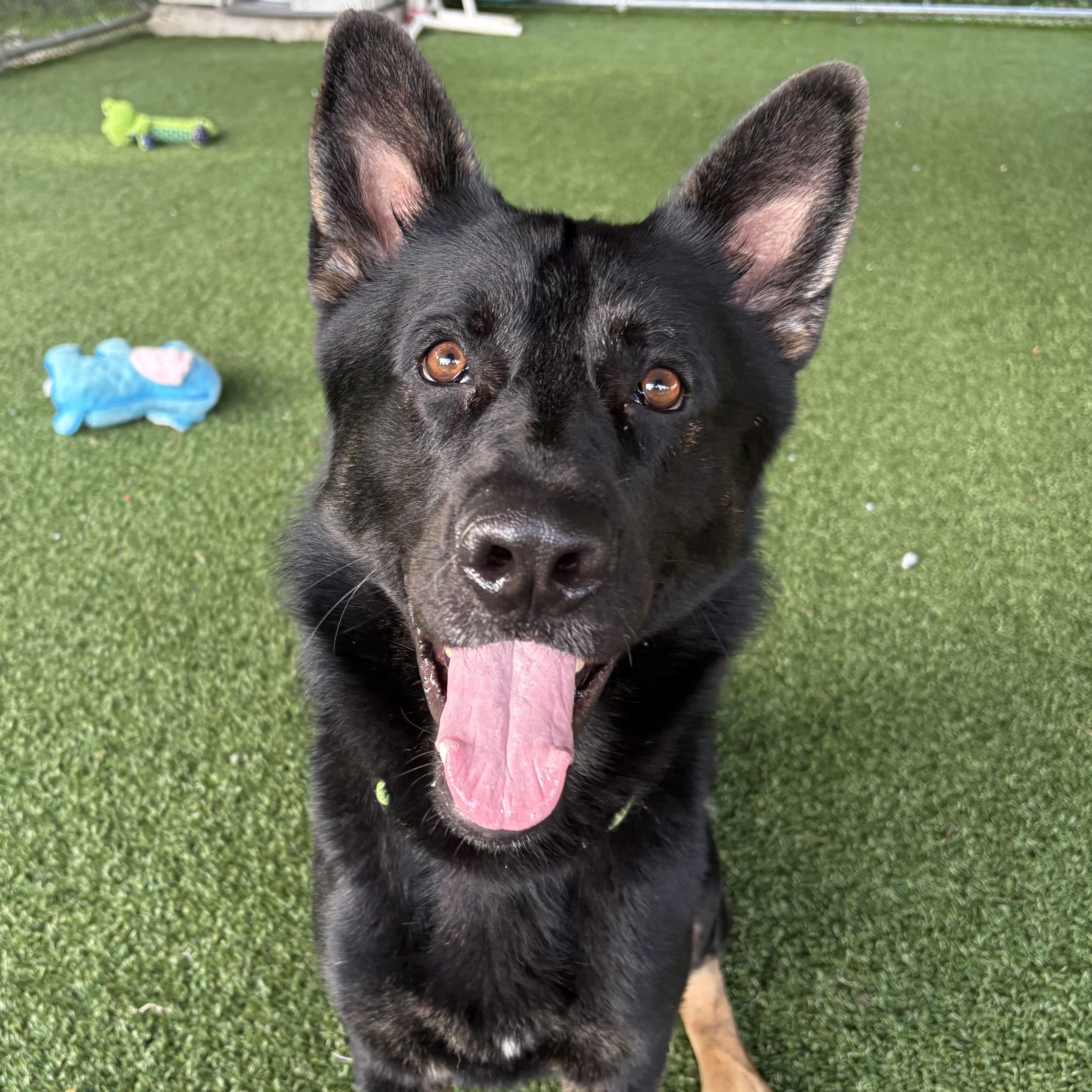 Enlarge Lucario, a Adoptable mixed breed in Eatontown, NJ image 5/6