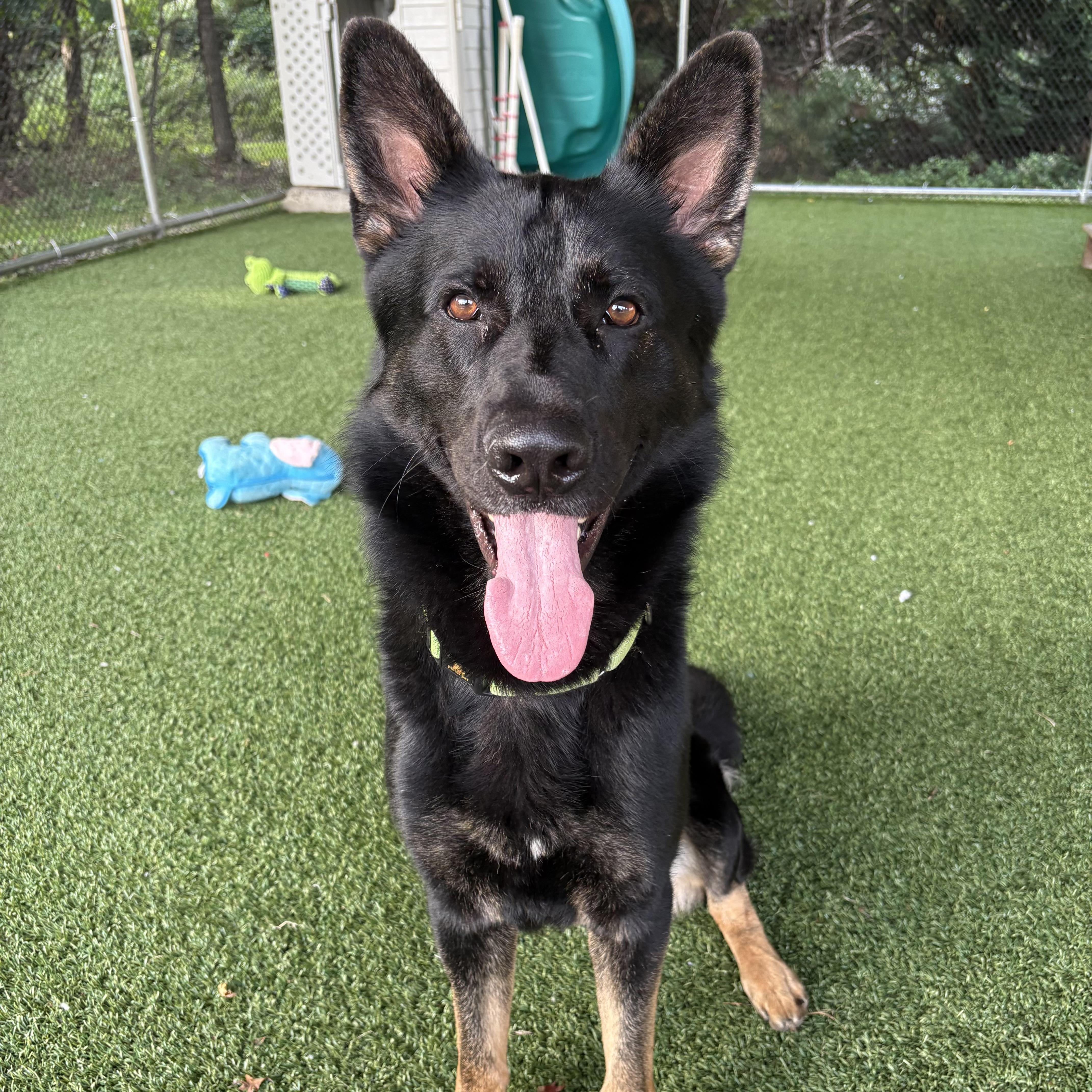 Enlarge Lucario, a Adoptable mixed breed in Eatontown, NJ image 6/6