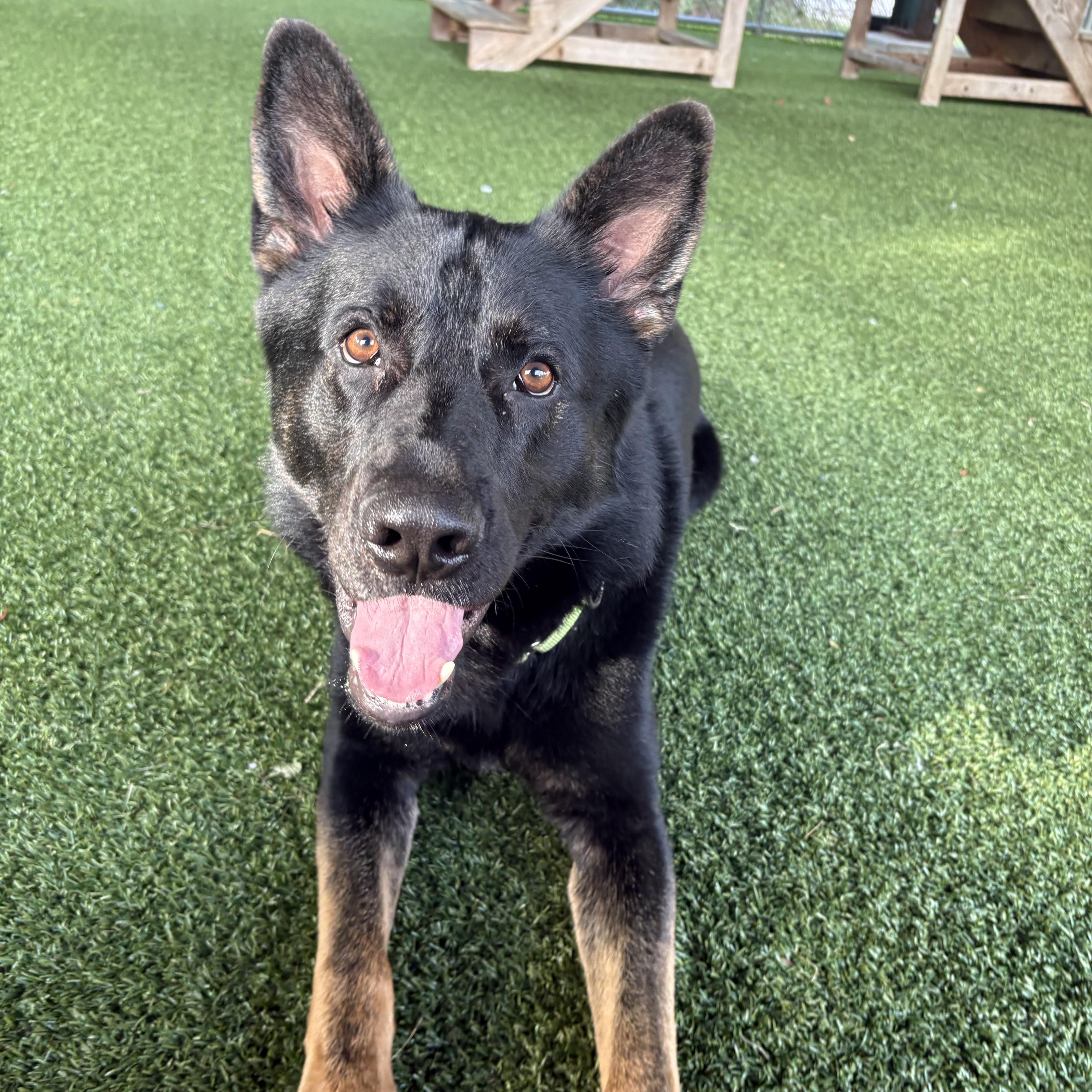 Enlarge Lucario, a Adoptable mixed breed in Eatontown, NJ image 3/6