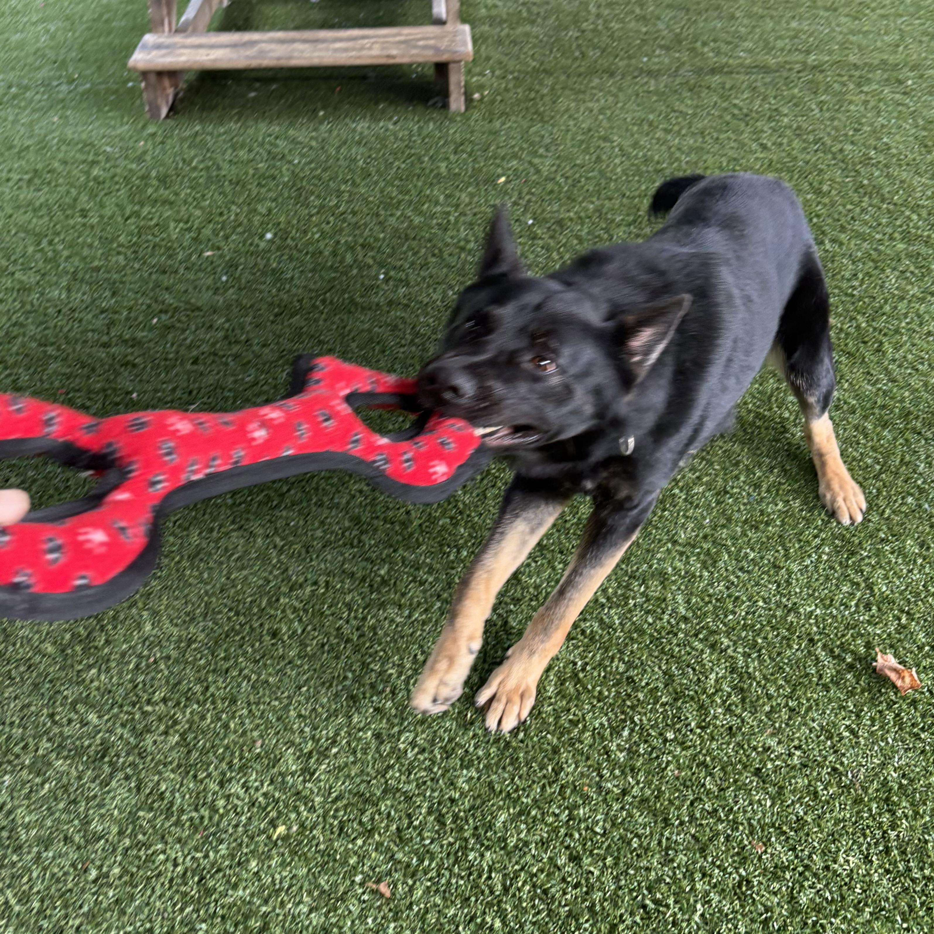 Lucario, Adoptable, Adult Male Shepherd.
