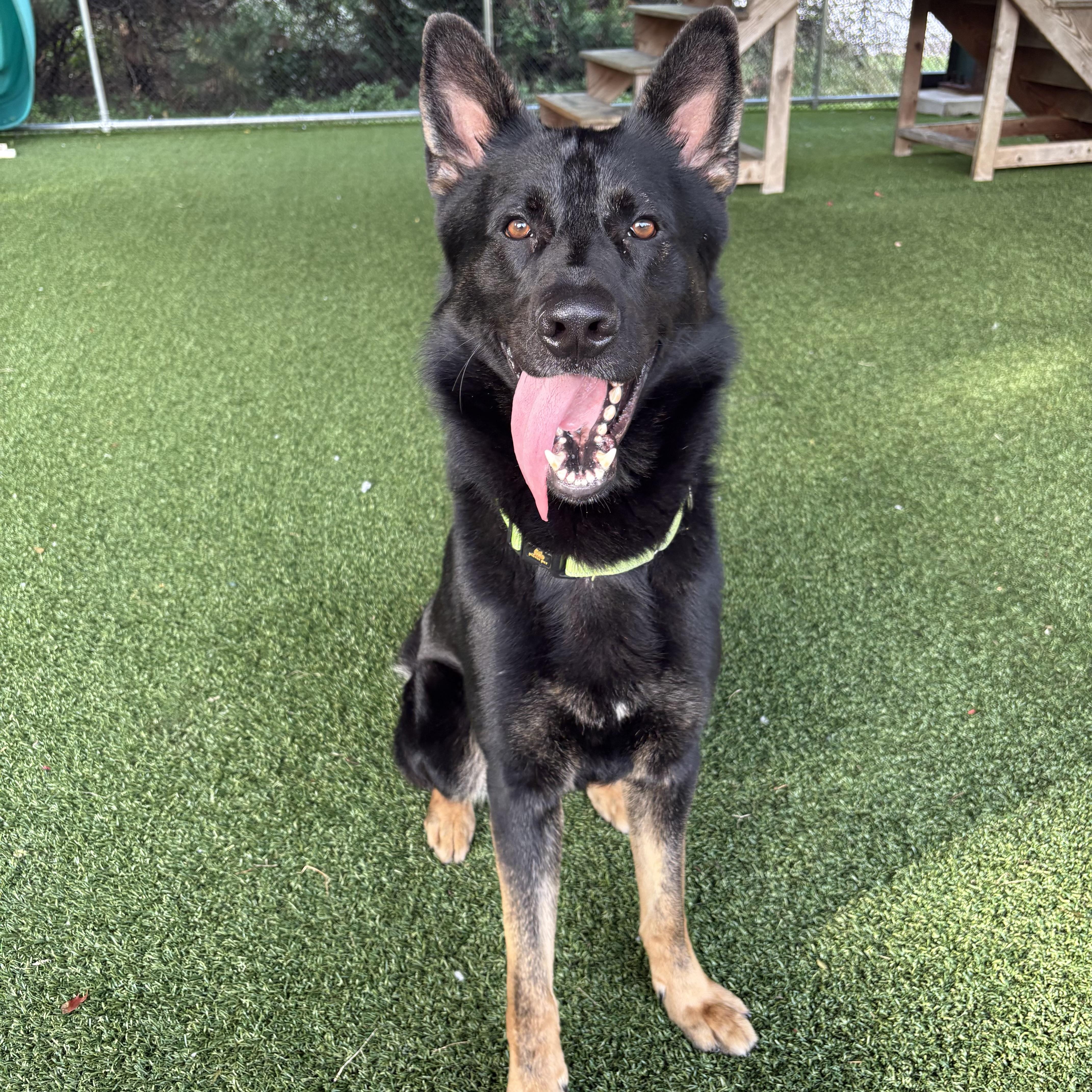 Enlarge Lucario, a Adoptable mixed breed in Eatontown, NJ image 4/6