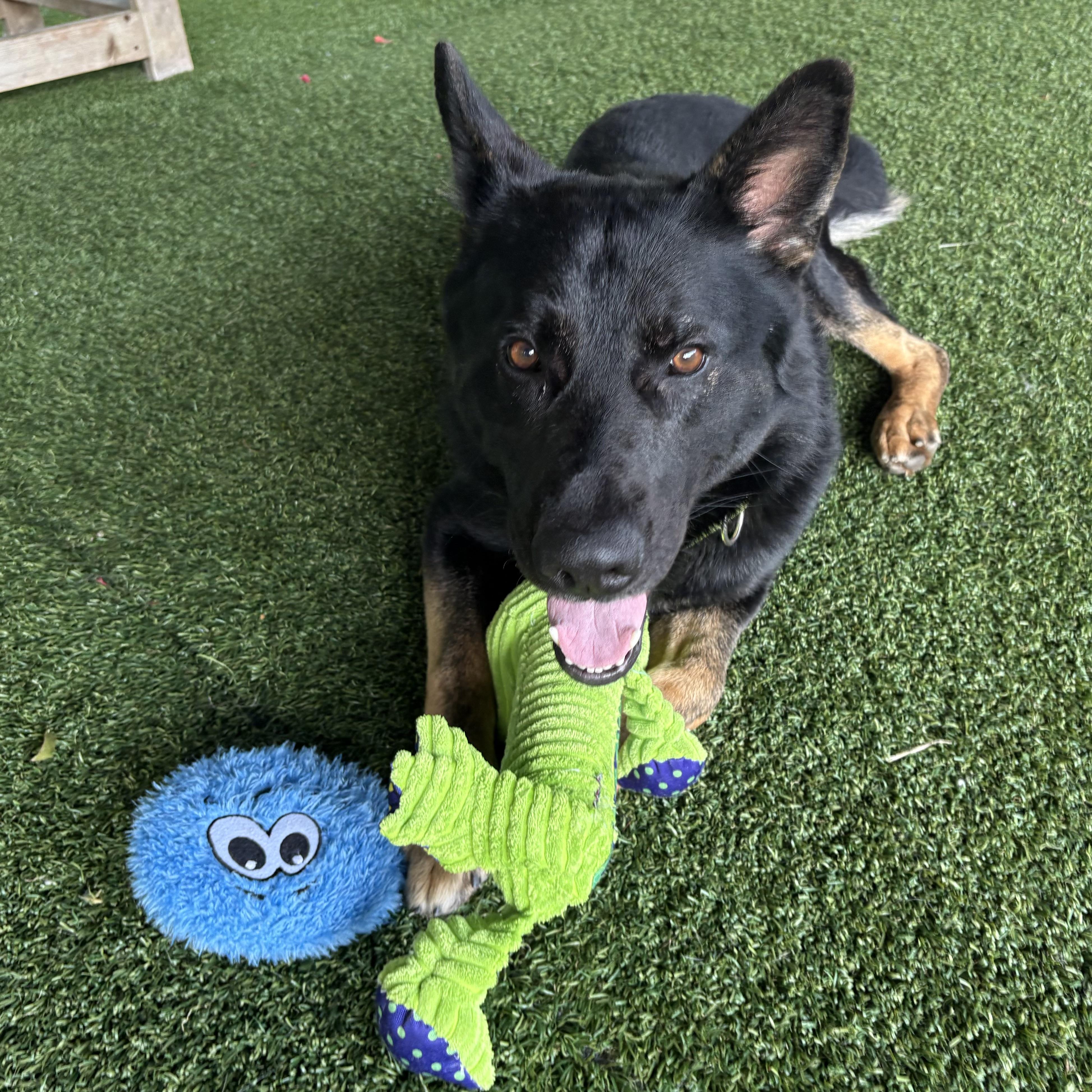 Enlarge Lucario, a Adoptable mixed breed in Eatontown, NJ image 2/6