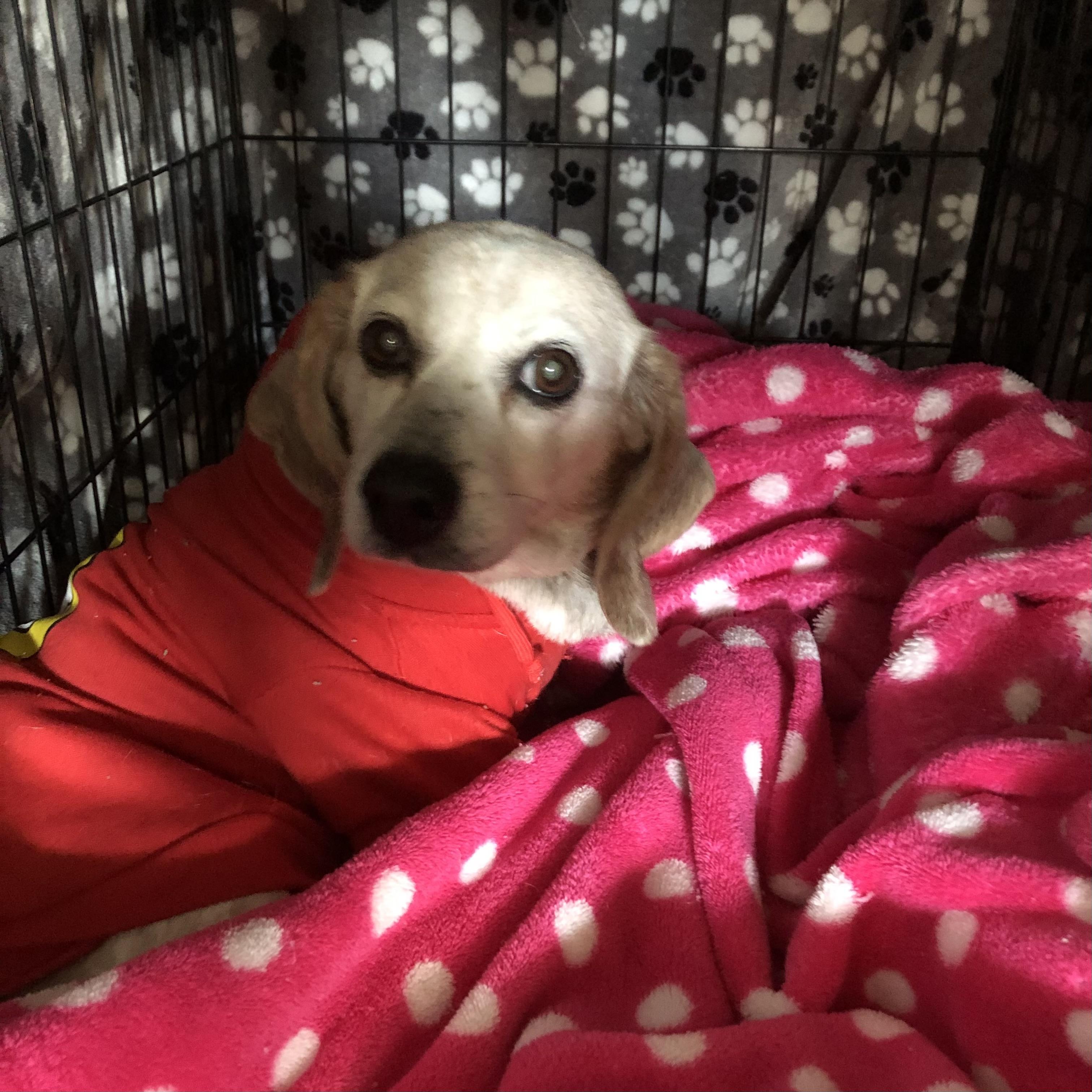 Auggie — thumbnail 4