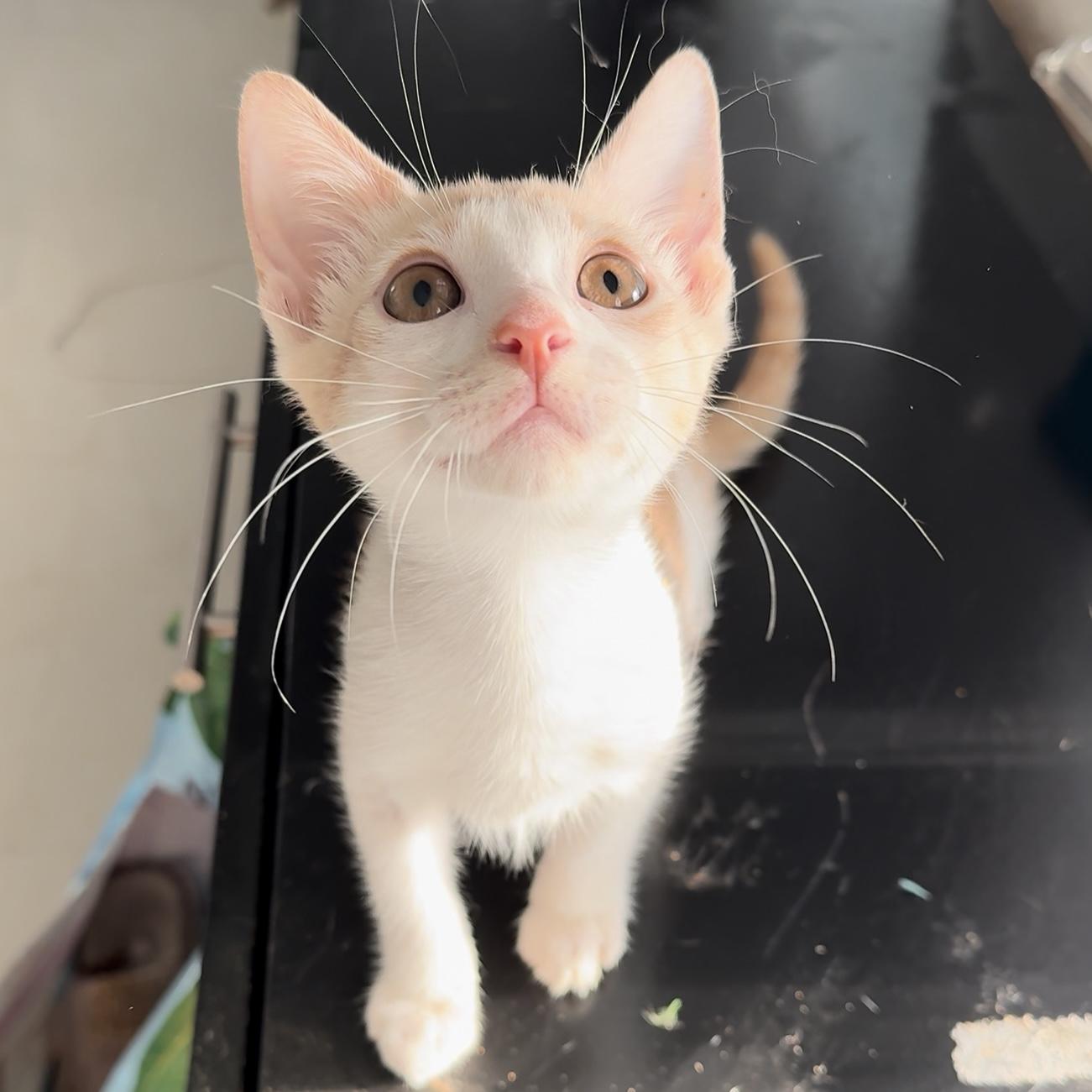 Brulé — thumbnail 2