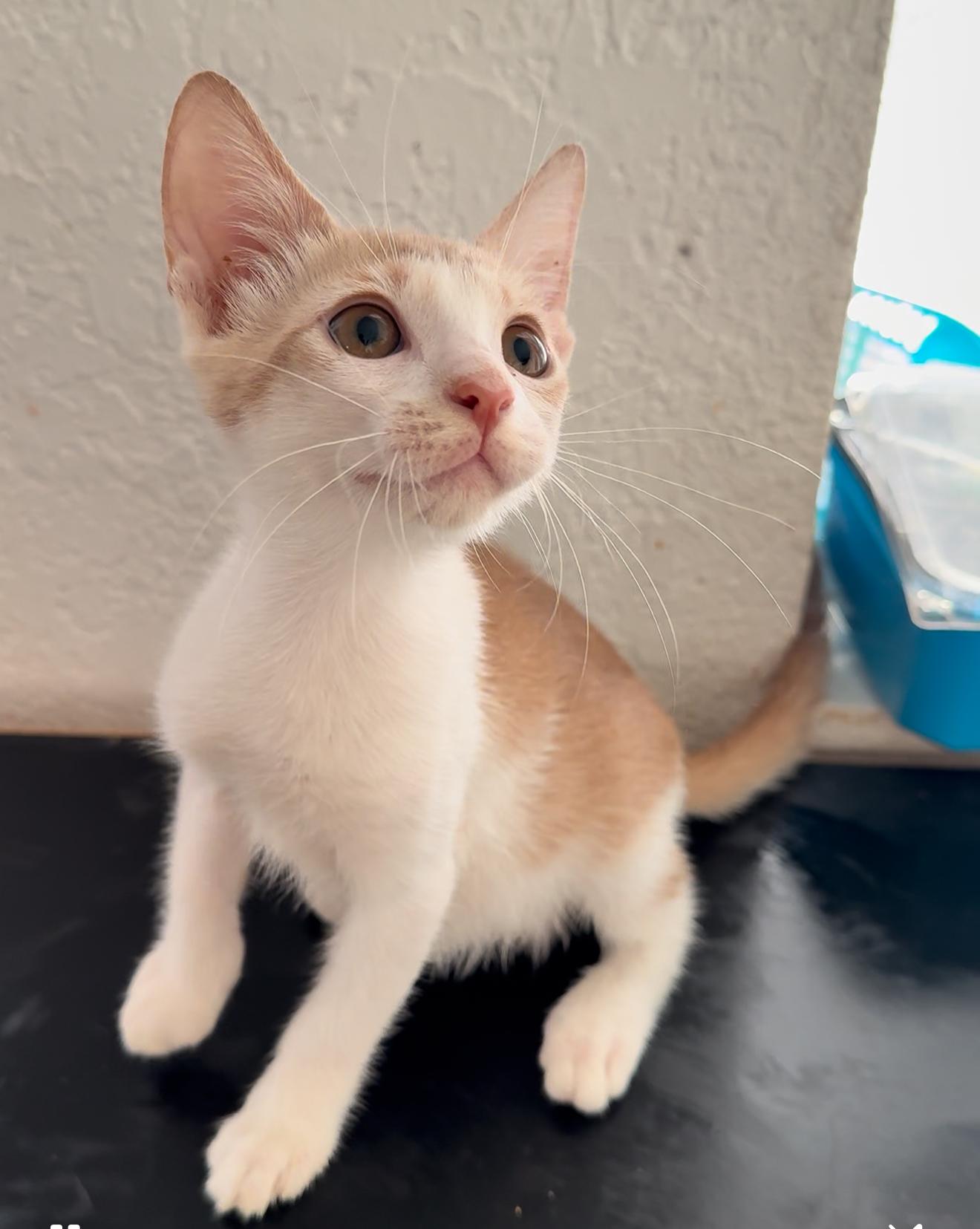 Brulé — thumbnail 3