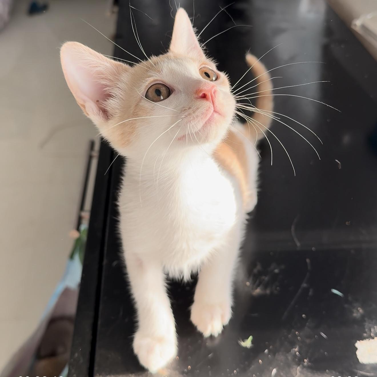 Brulé — thumbnail 4