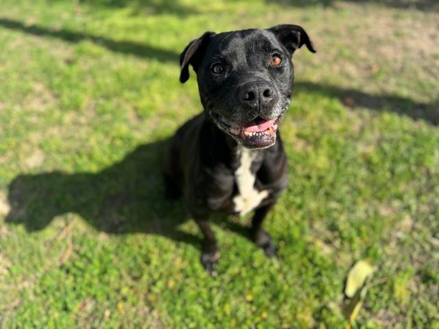 GABBY, Adoptable, Adult Female Pit Bull Terrier & Mixed Breed.