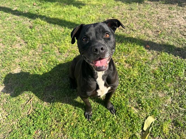 GABBY, Adoptable, Adult Female Pit Bull Terrier & Mixed Breed.