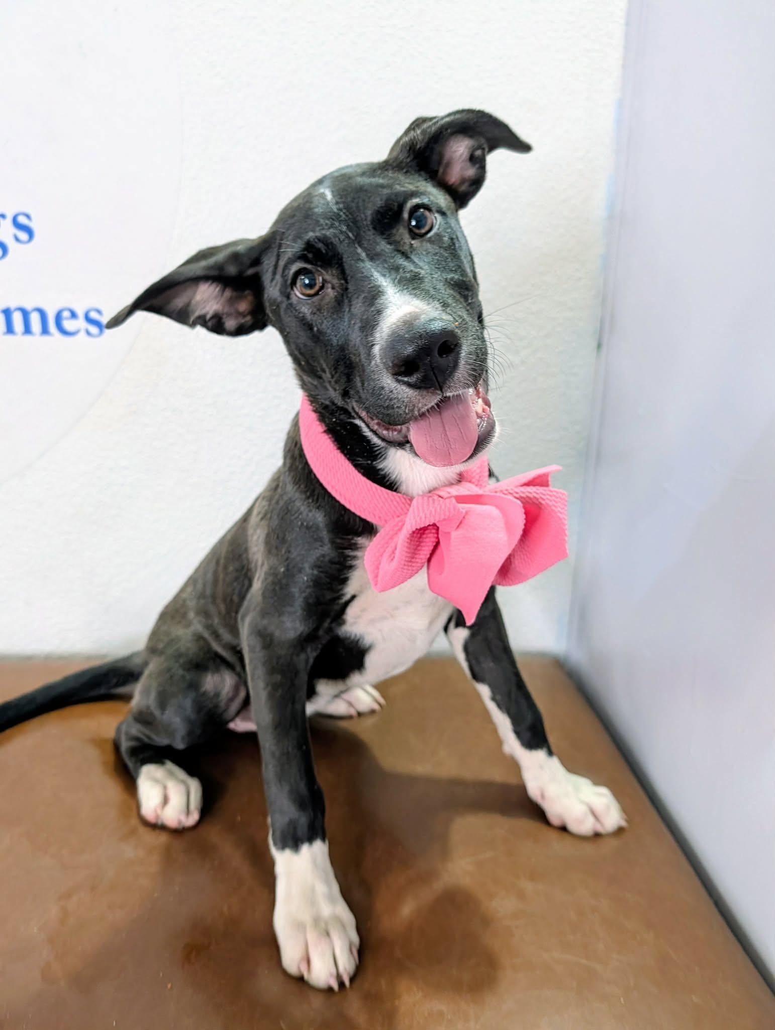Enlarge Opal, a Adopted mixed breed in Las Vegas, NV image 2/3