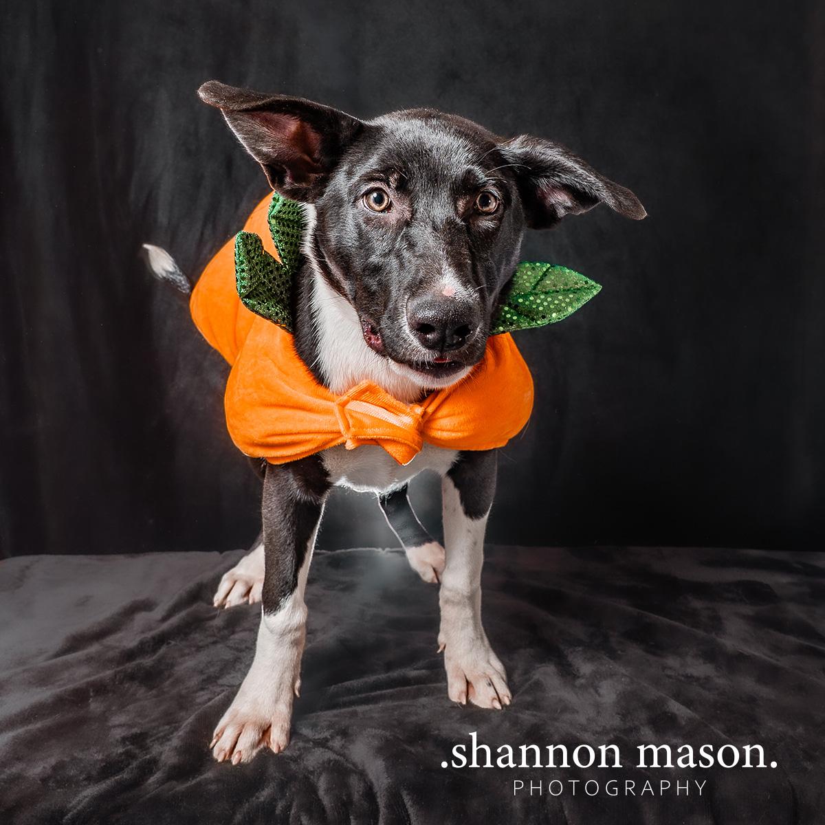 Enlarge Opal, a Adopted mixed breed in Las Vegas, NV image 3/3