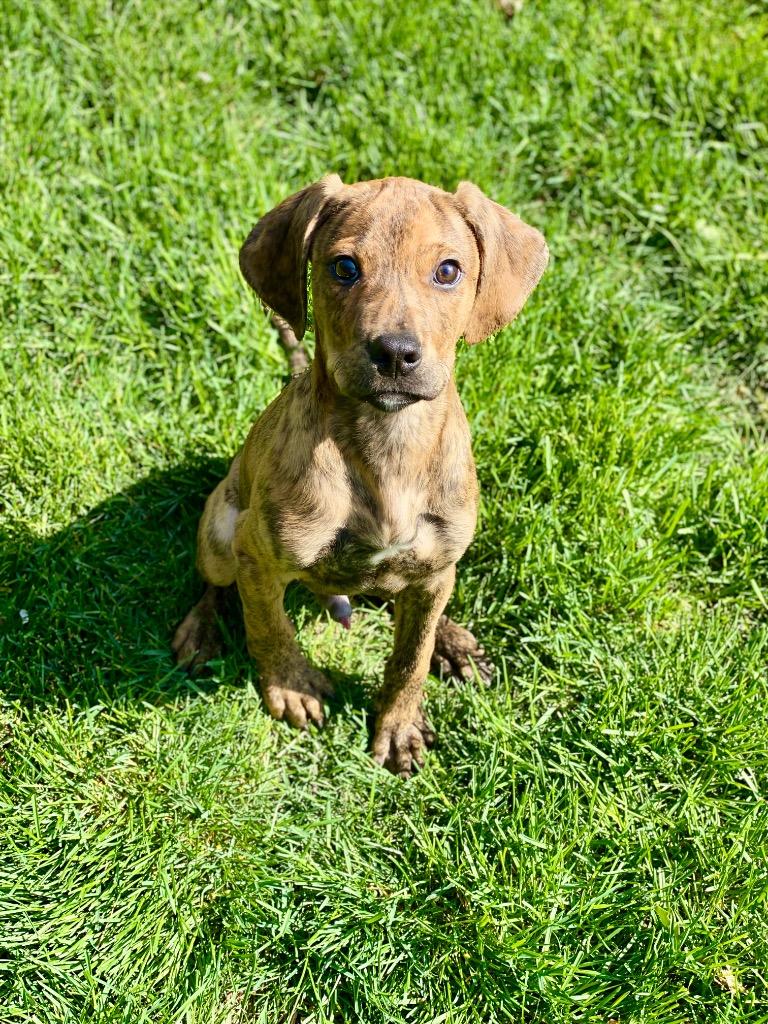 Matteo, Adopted, Puppy Male Boxer & Mixed Breed.