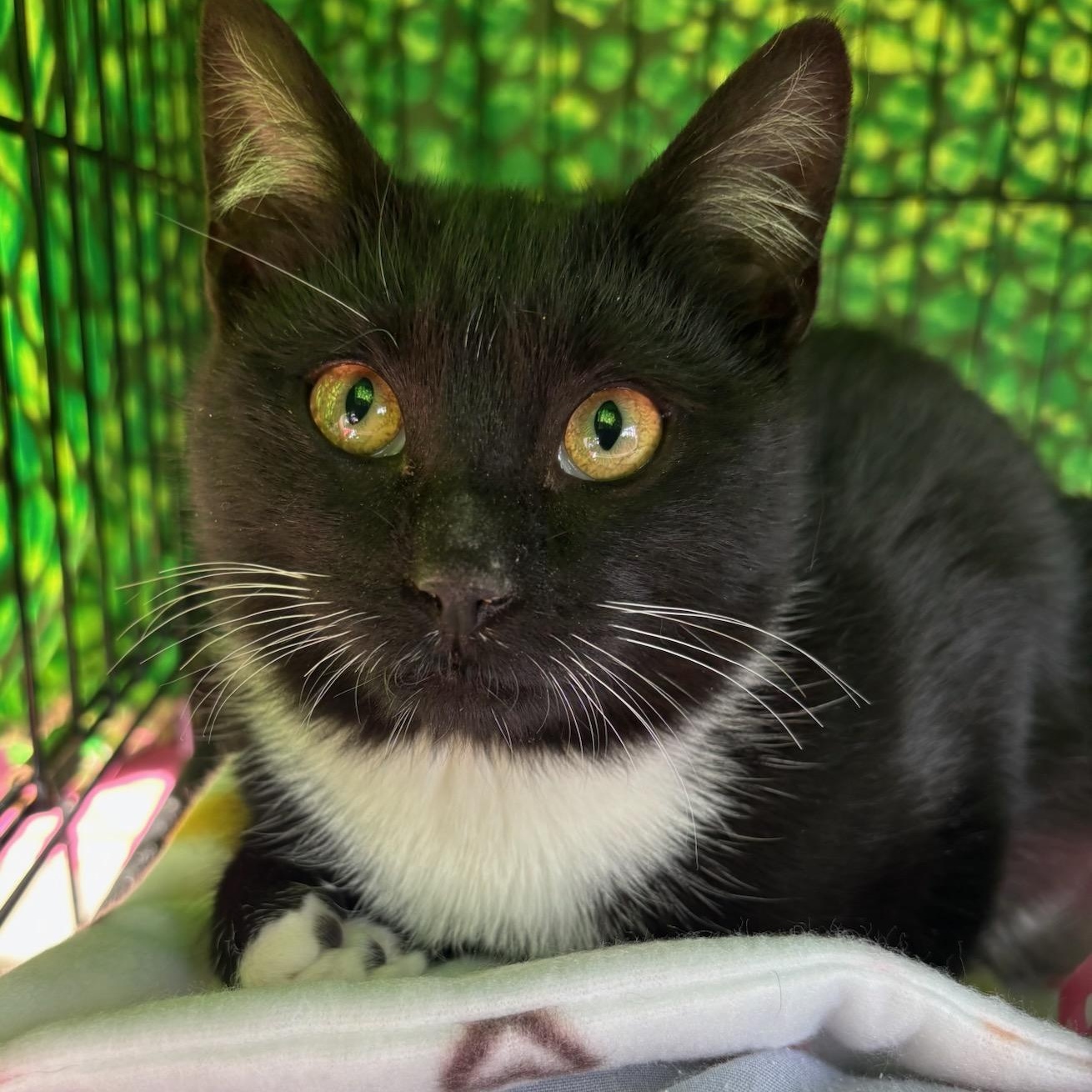 Della, adopted, Kitten Female Domestic Short Hair.