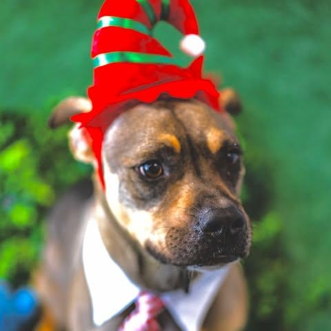 Enlarge Champ, a Adopted mixed breed in Allentown, PA image 1/5