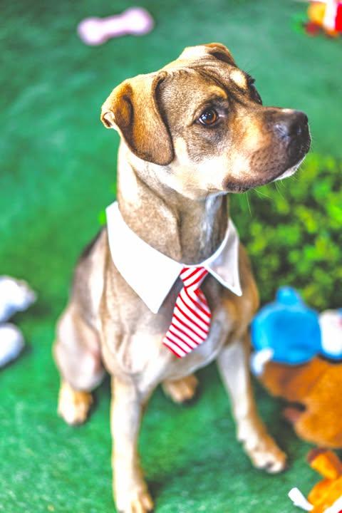 Enlarge Champ, a Adopted mixed breed in Allentown, PA image 5/5