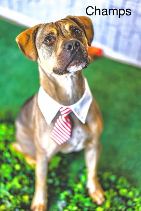 Enlarge Champ, a Adopted mixed breed in Allentown, PA image 4/5