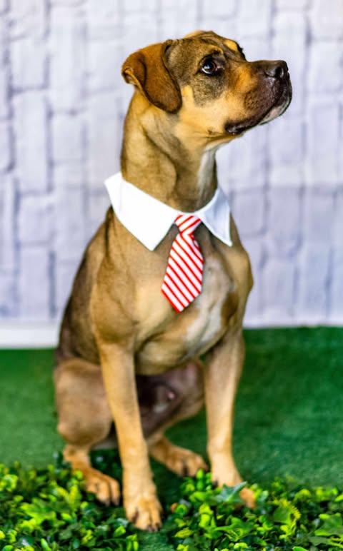 Enlarge Champ, a Adopted mixed breed in Allentown, PA image 3/5