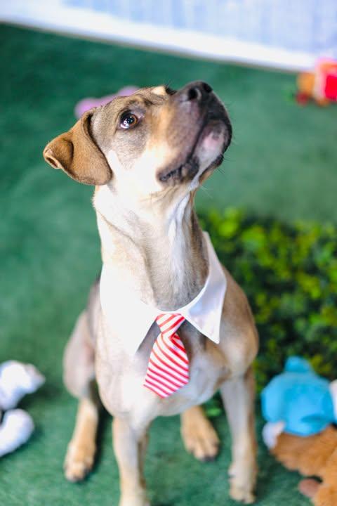 Enlarge Champ, a Adopted mixed breed in Allentown, PA image 2/5
