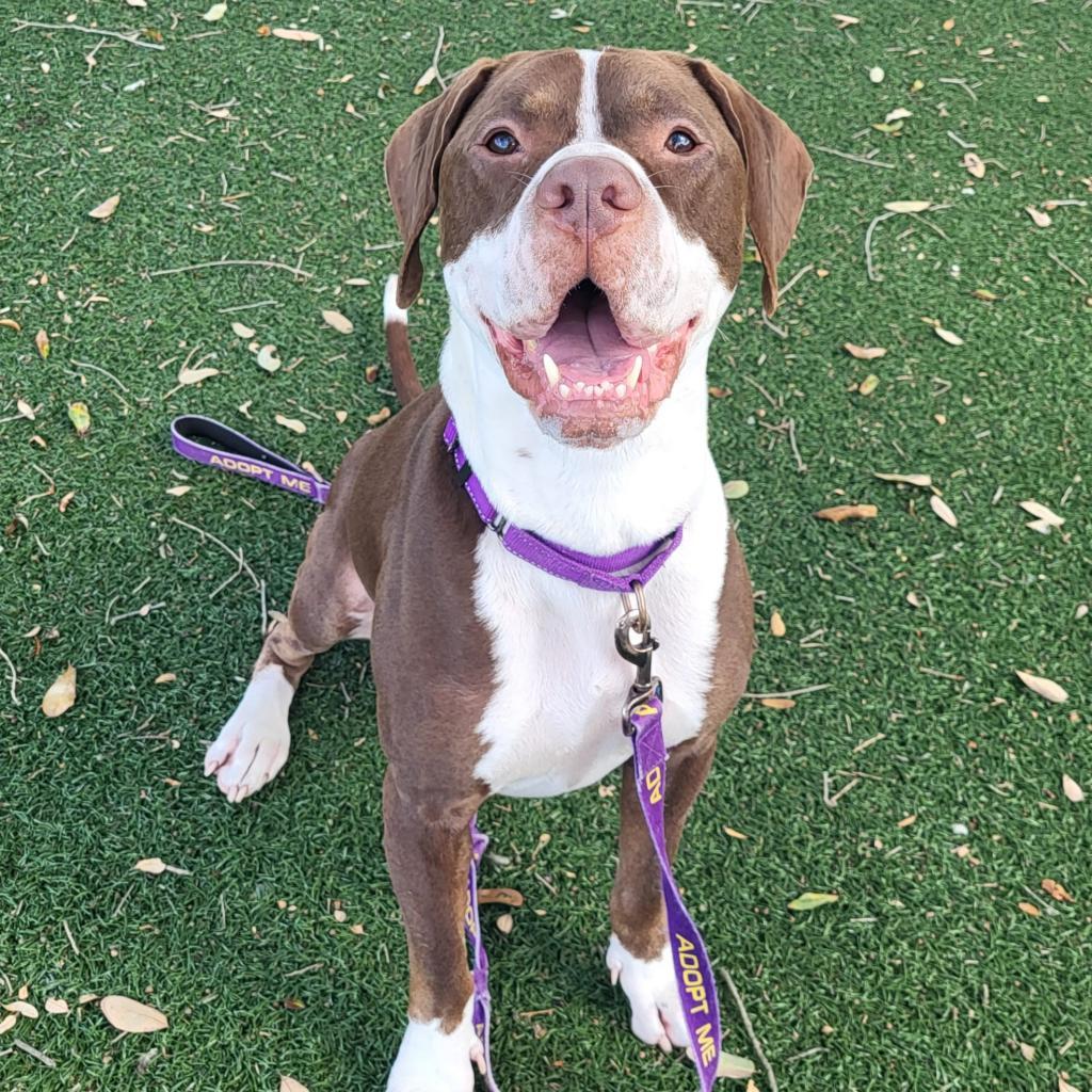 Enlarge Gimli, a Adoptable Mixed Breed in Naples, FL image 1/5