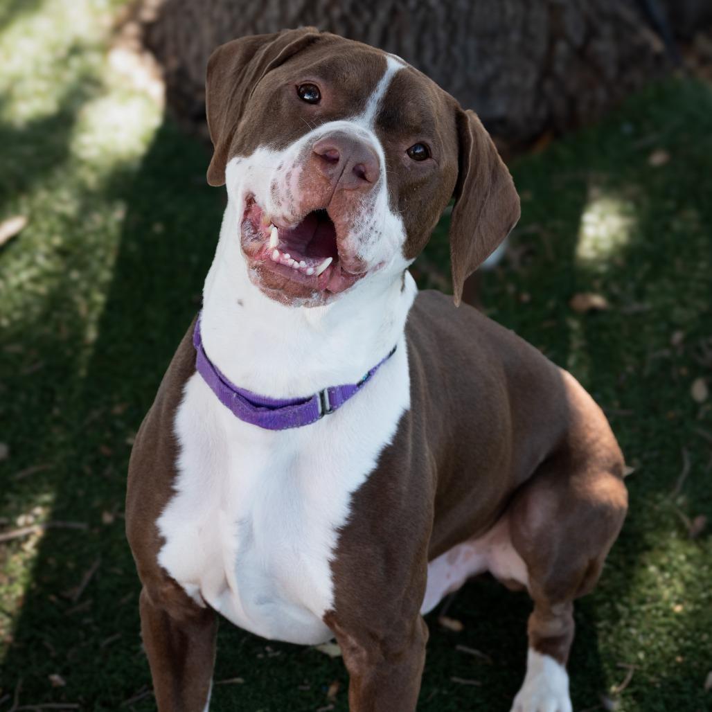 Enlarge Gimli, a Adoptable Mixed Breed in Naples, FL image 2/5