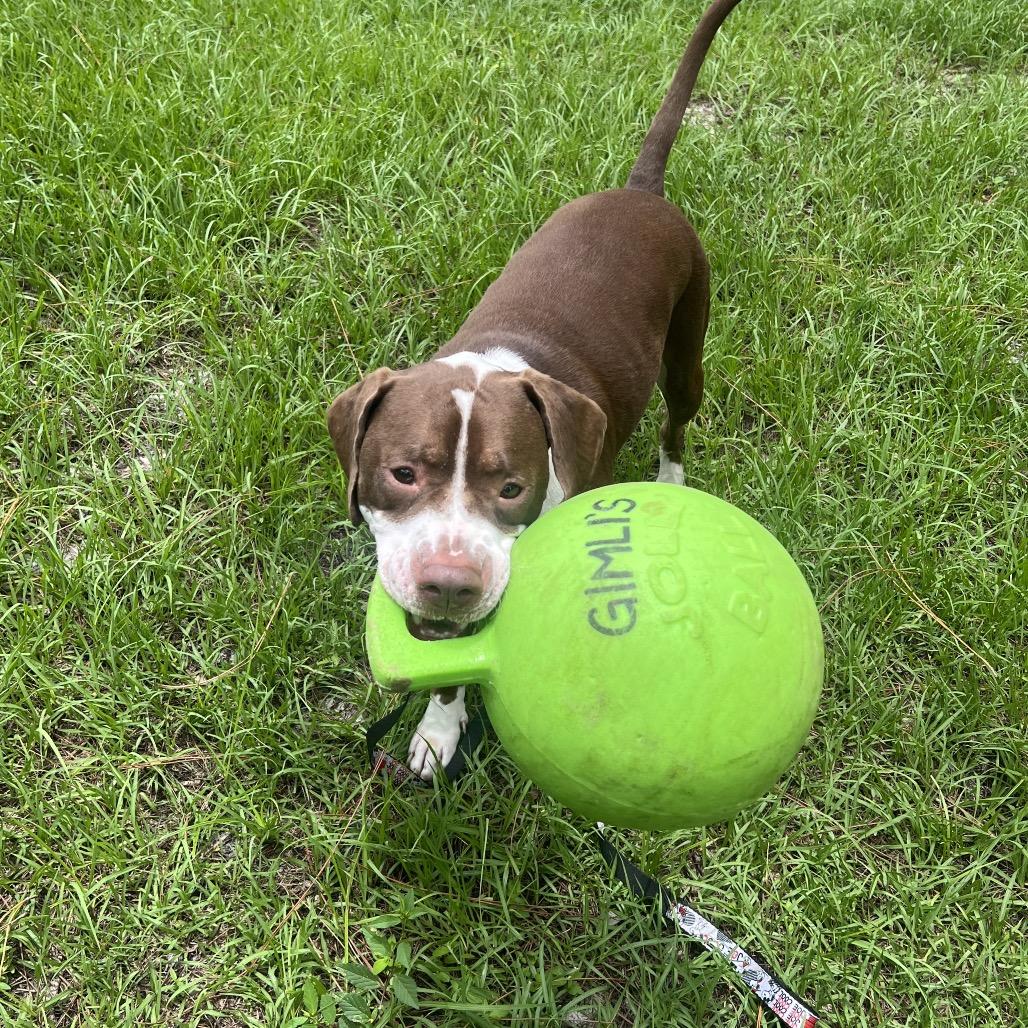 Enlarge Gimli, a Adoptable Mixed Breed in Naples, FL image 3/5