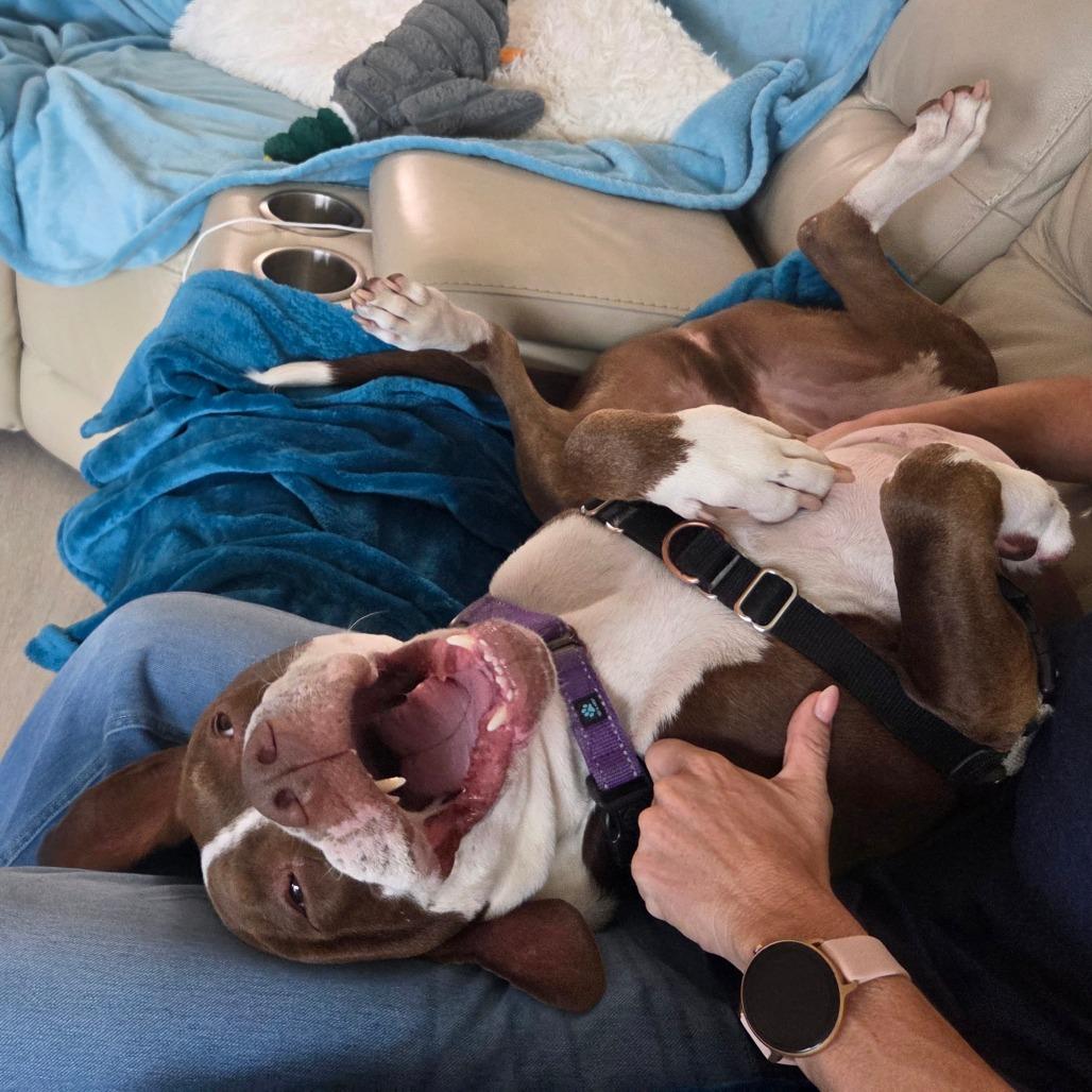 Gimli, a Adoptable Mixed Breed in Naples, FL image 2/6