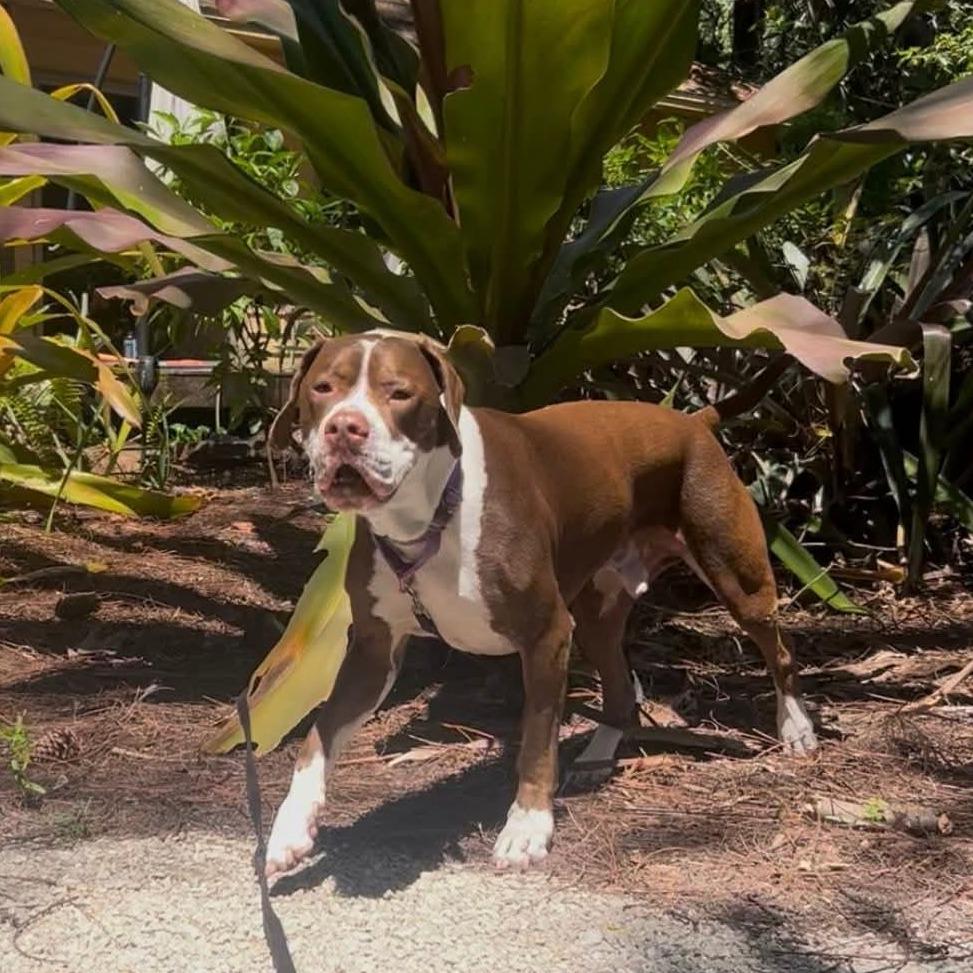 Gimli, a Adoptable Mixed Breed in Naples, FL image 4/6