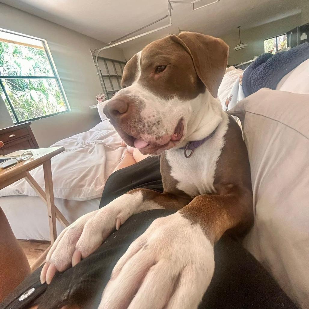 Gimli, a Adoptable Mixed Breed in Naples, FL image 5/6