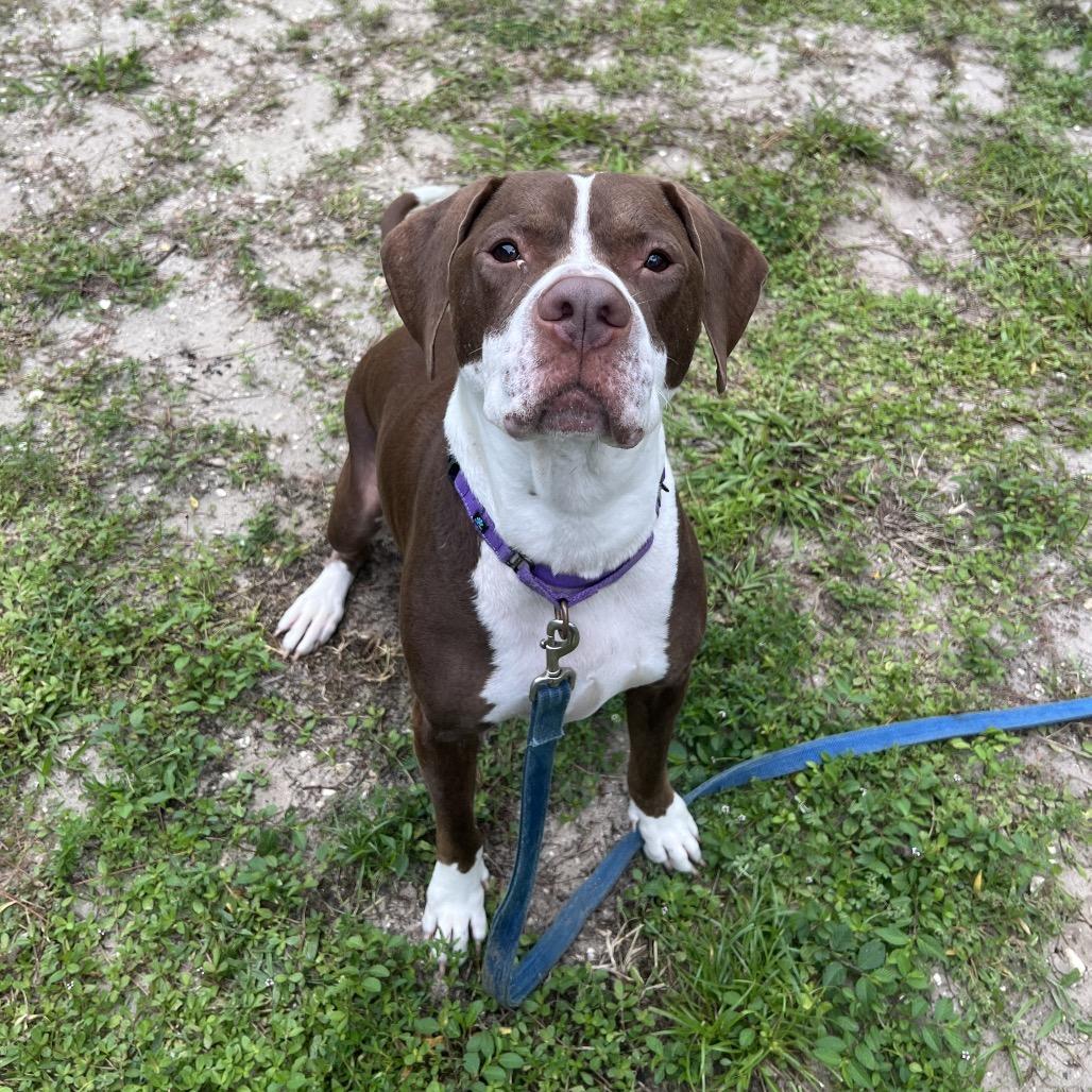 Enlarge Gimli, a Adoptable Mixed Breed in Naples, FL image 4/5