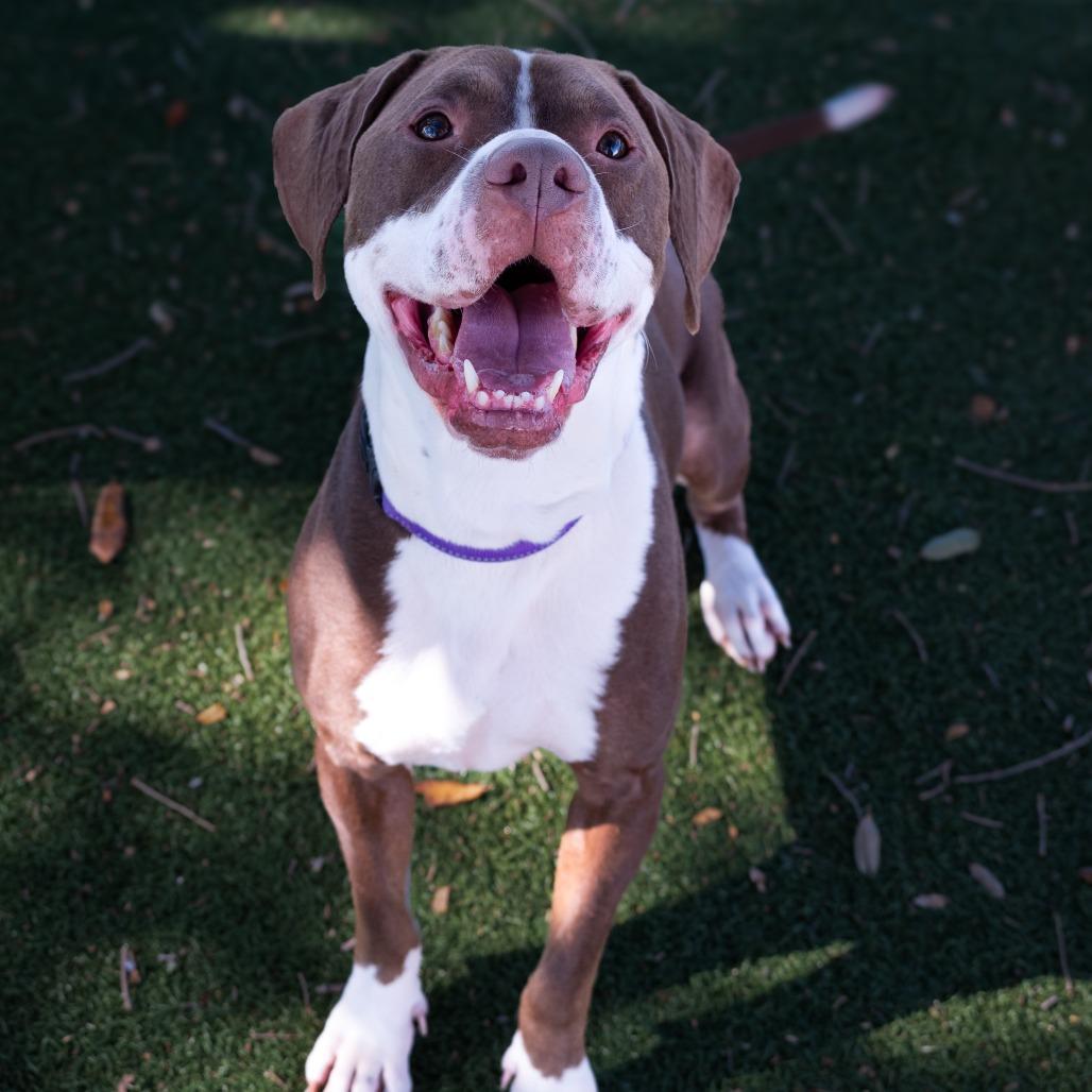 Enlarge Gimli, a Adoptable Mixed Breed in Naples, FL image 5/5