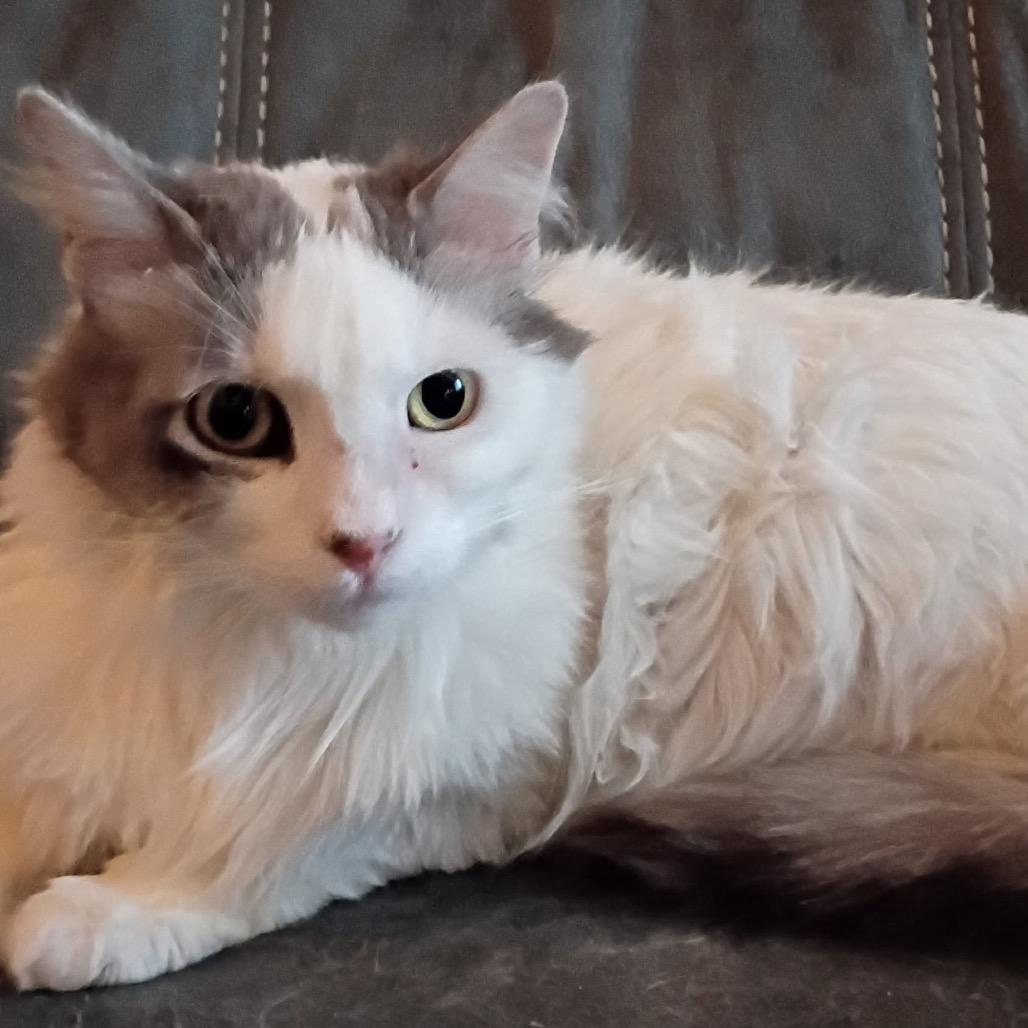 Kitter, Adoptable, Adult Male Domestic Short Hair.