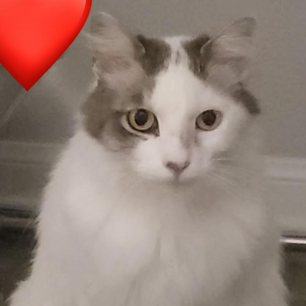 Kitter, Adoptable, Adult Male Domestic Short Hair.