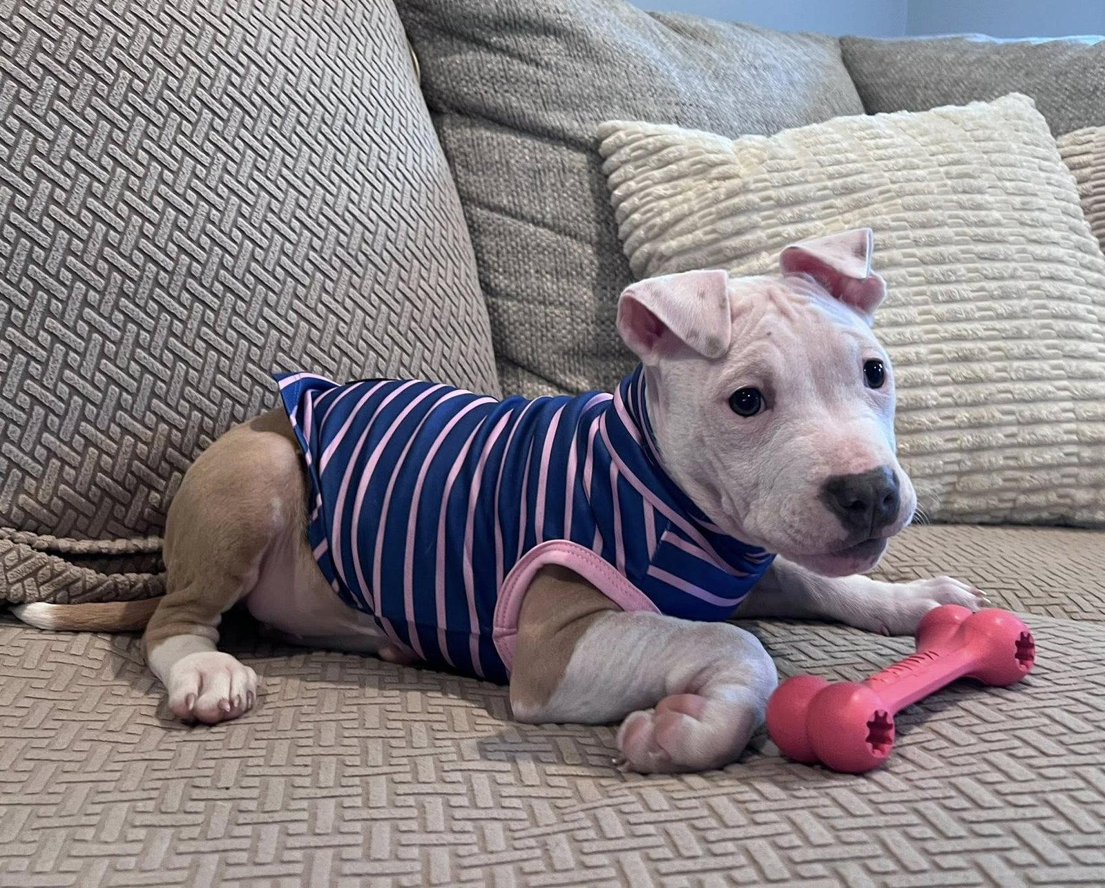 Charlotte, Adoptable, Puppy Female Pit Bull Terrier.