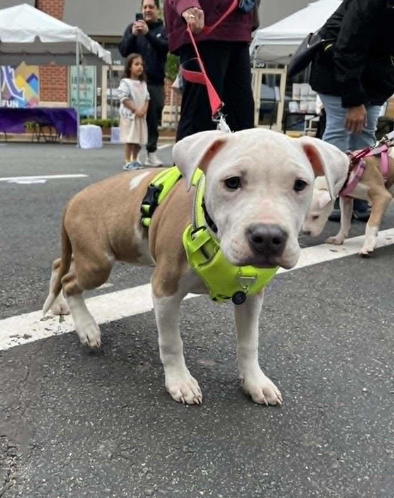 Charlotte, Adoptable, Puppy Female Pit Bull Terrier.