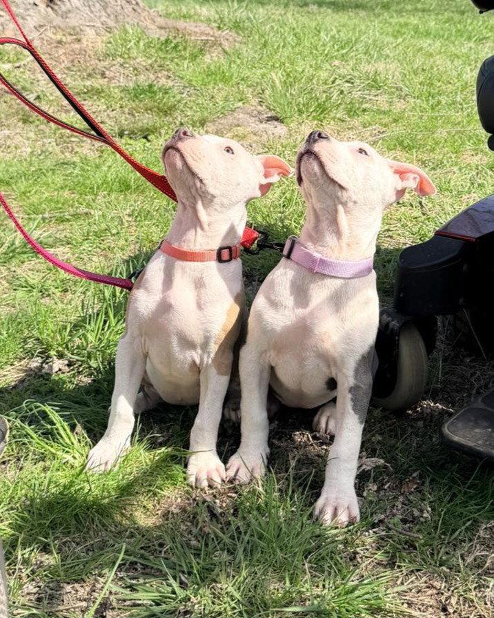 Enlarge Charlotte, a Adoptable Pit Bull Terrier in Spotsylvania, VA image 2/3