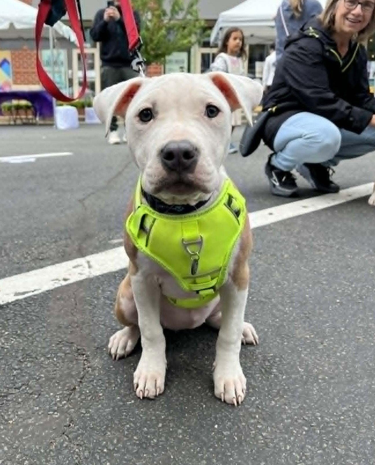 Enlarge Charlotte, a Adoptable Pit Bull Terrier in Spotsylvania, VA image 2/3