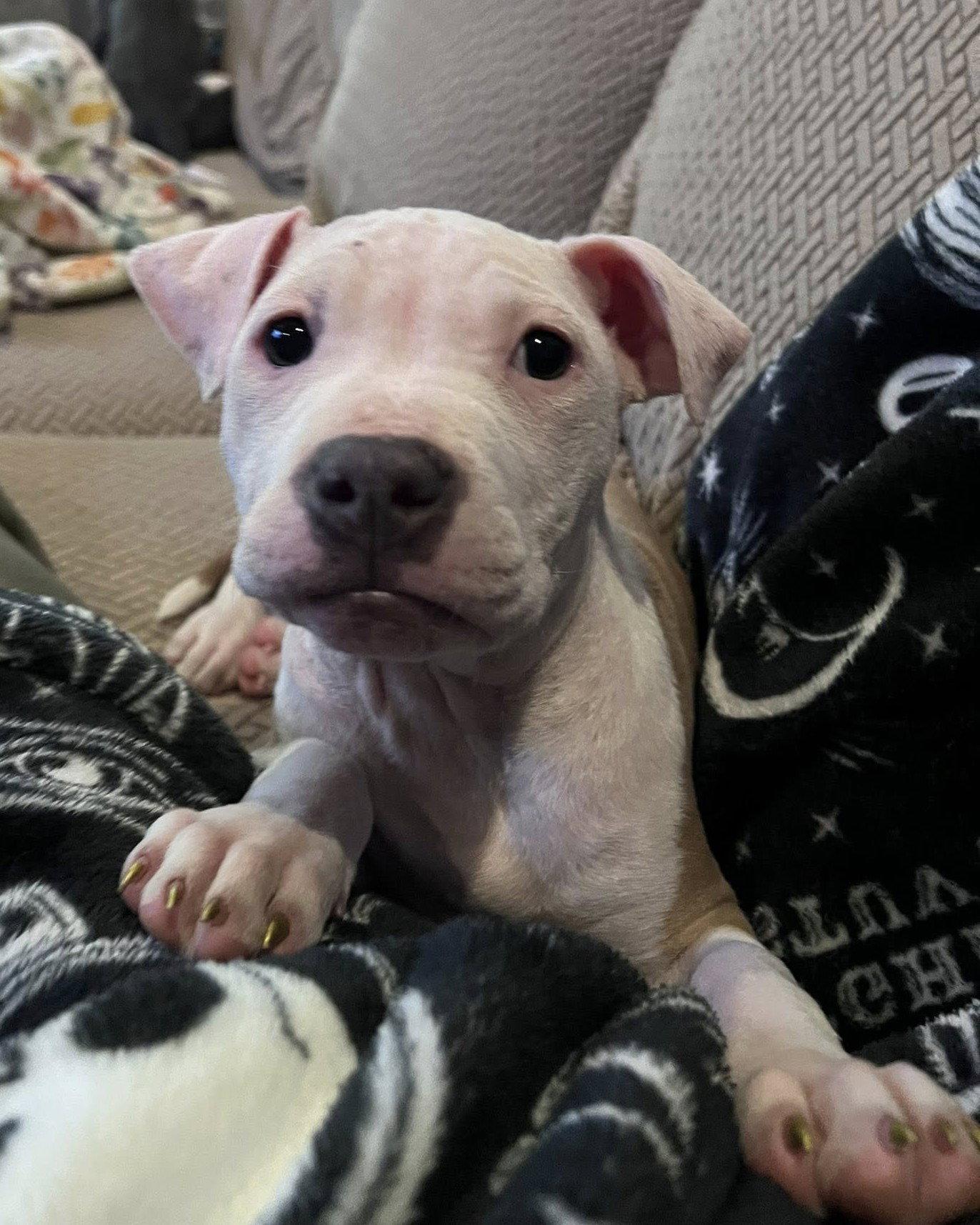 Enlarge Charlotte, a Adoptable Pit Bull Terrier in Spotsylvania, VA image 3/3