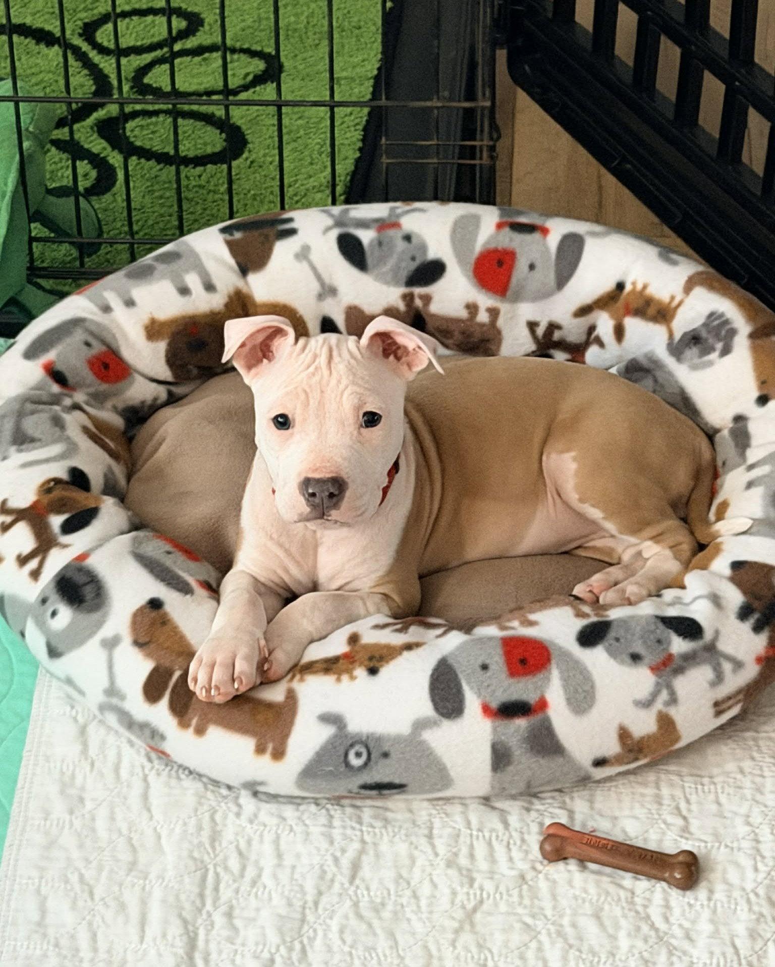 Enlarge Charlotte, a Adoptable Pit Bull Terrier in Spotsylvania, VA image 3/3