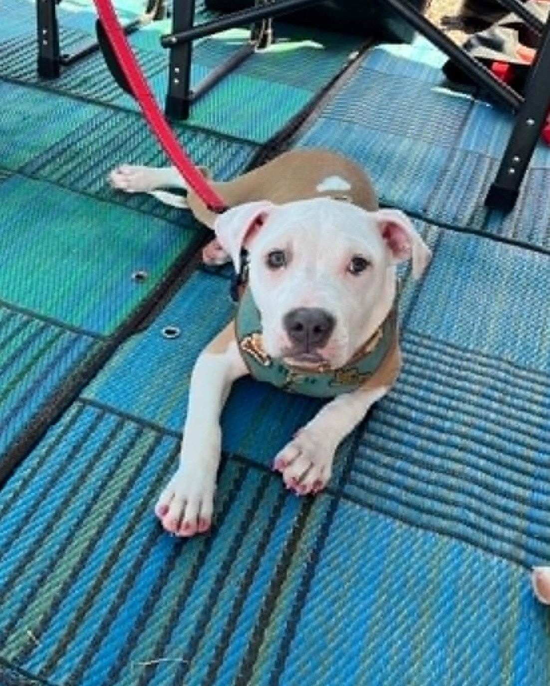 Enlarge Charlotte, a Adoptable Pit Bull Terrier in Spotsylvania, VA image 3/3