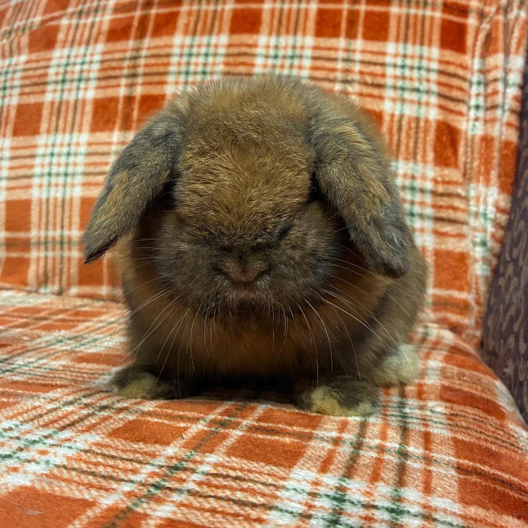 Enlarge Pecan, a Adoptable Holland Lop in Gansevoort, NY image 1/1