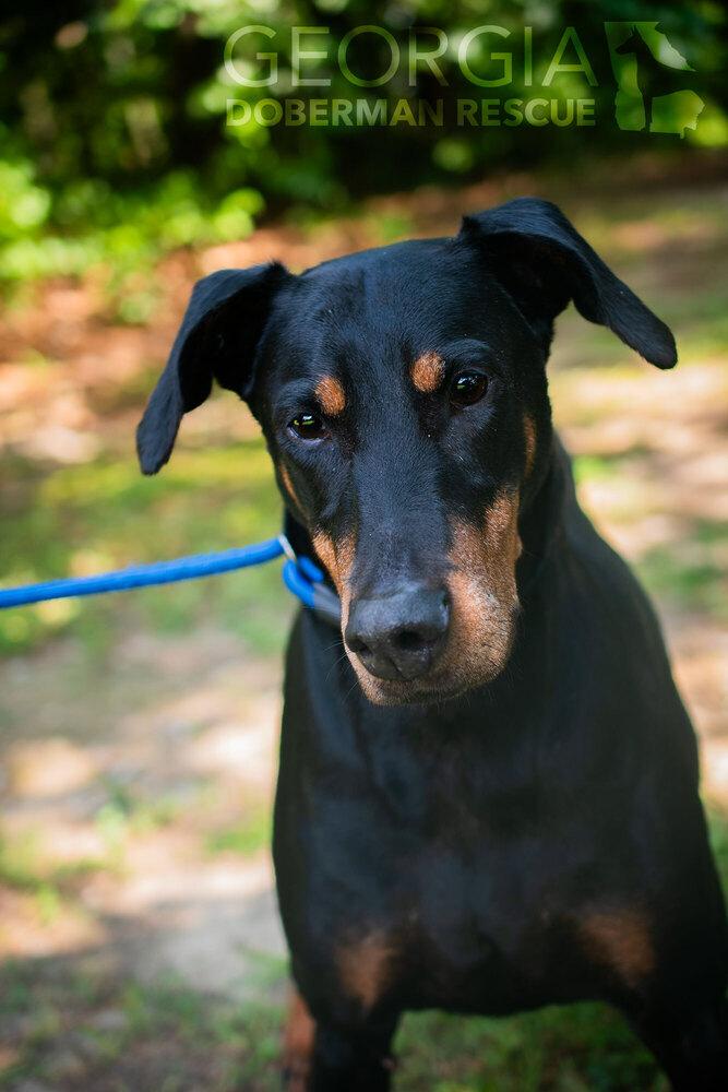Rosey, Adoptable, Adult Female Doberman Pinscher.
