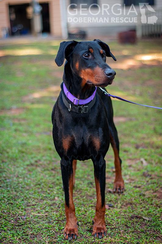 Rosey, Adoptable, Adult Female Doberman Pinscher.
