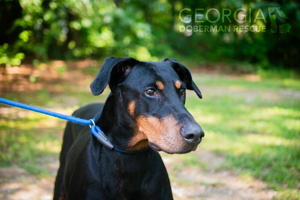 Rosey, a Adoptable Doberman Pinscher in Douglasville, GA image 2/5