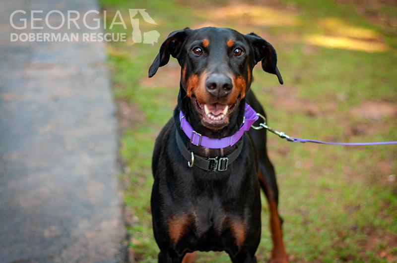 Enlarge Rosey, a Adoptable Doberman Pinscher in Douglasville, GA image 2/5