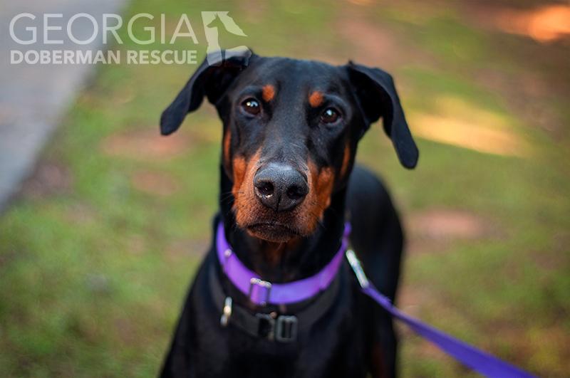 Enlarge Rosey, a Adoptable Doberman Pinscher in Douglasville, GA image 3/5