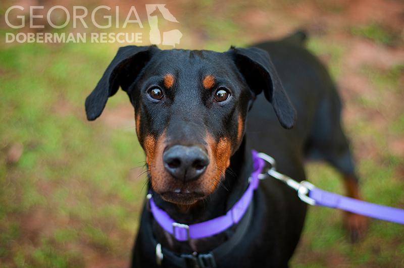Enlarge Rosey, a Adoptable Doberman Pinscher in Douglasville, GA image 4/5