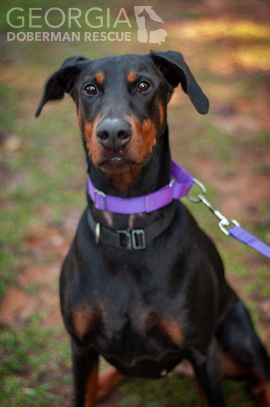 Enlarge Rosey, a Adoptable Doberman Pinscher in Douglasville, GA image 5/5