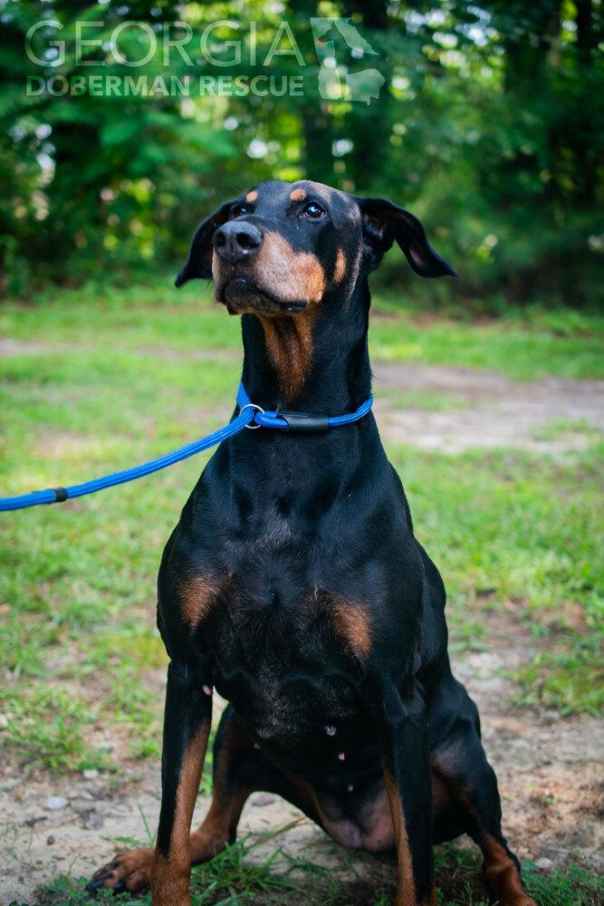 Rosey, a Adoptable Doberman Pinscher in Douglasville, GA image 3/5