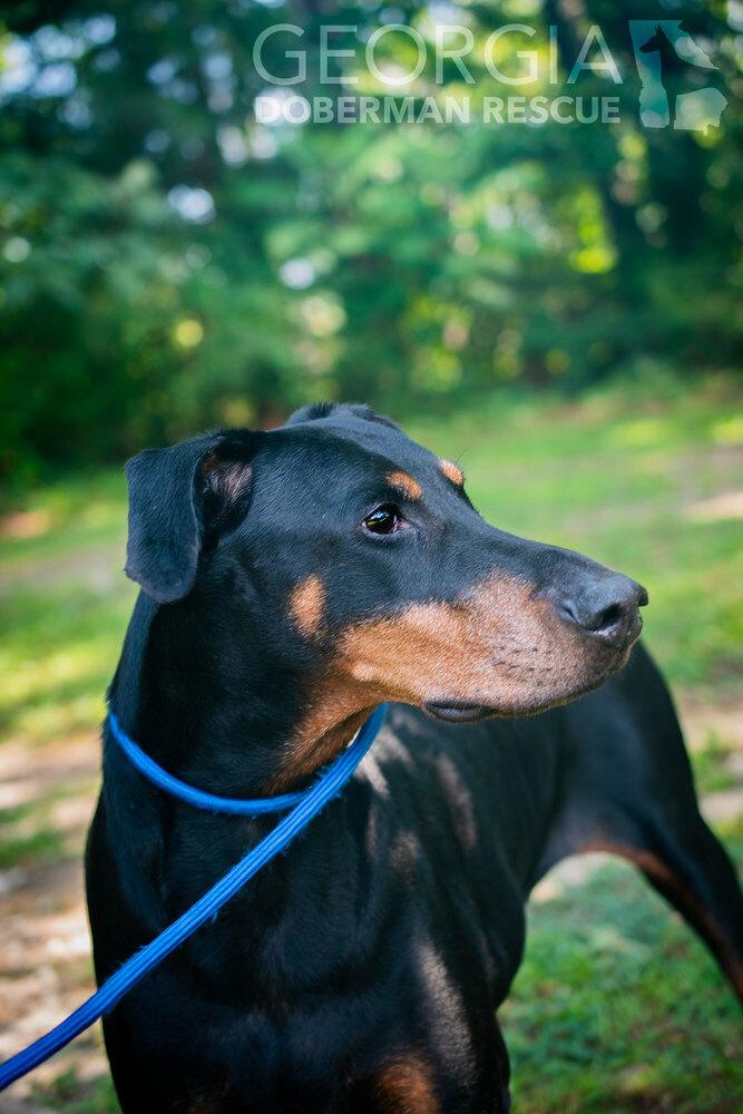 Rosey, a Adoptable Doberman Pinscher in Douglasville, GA image 4/5