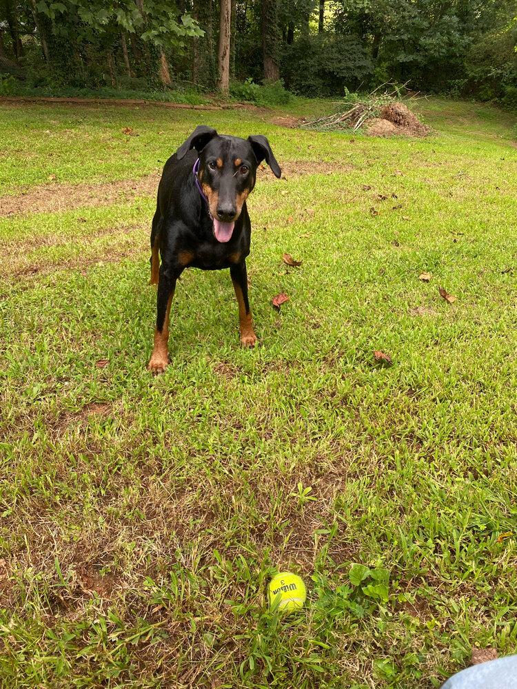 Rosey, a Adoptable Doberman Pinscher in Douglasville, GA image 5/5